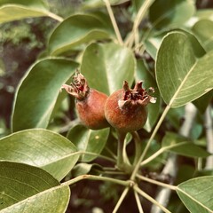 Young pear fruit on a branch