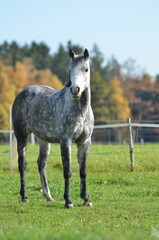 Obraz premium Deutsche Reitponies
