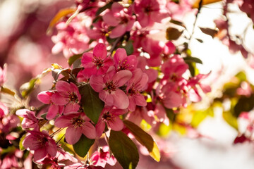 pink blossom in spring