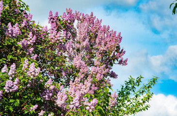 lilac flowers in the garden