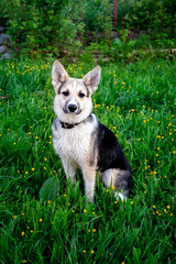 the dog is black and fawn color sitting on the grass and looking at us
