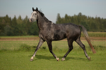 Warmblut auf Koppel