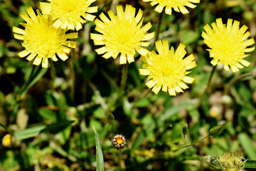 charset Ascii © Klara