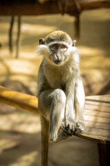 Little monkey in the zoo