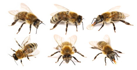 Set honeybee isolated on white background, clipping path