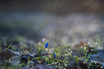 Bluebells in dew at dawn