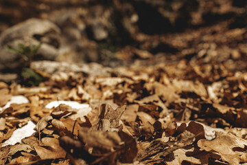 Dry autumn fallen leaves on forest ground