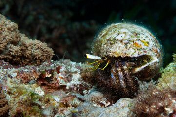 Walking reef hermit crab