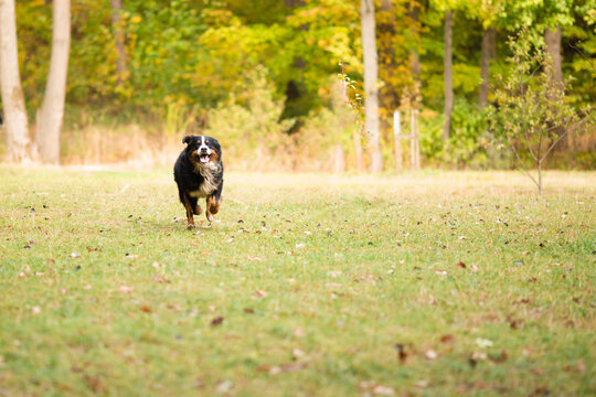 Zennenhund dog playing in the forest