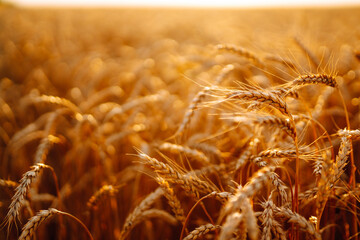 Gold wheat field. Growth nature harvest. Agriculture farm.