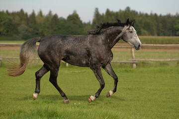 Warmblut auf Koppel