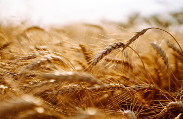 Gold wheat field. Growth nature harvest. Agriculture farm.