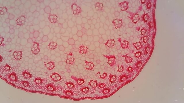 Microscope Stem Parenchyma Cross Section 1000x