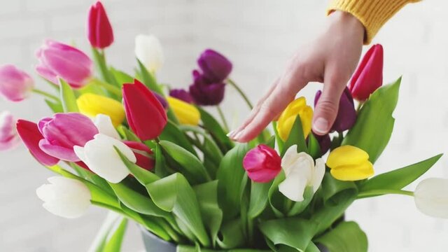 Woman hand touching tulips. Close up of fresh tulip bouquet