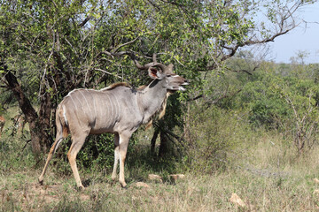 Obraz na płótnie Canvas Großer Kudu / Greater kudu / Tragelaphus strepsiceros.