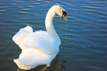 Portrait of a graceful white swan swimming on a blue lake. A beautiful white bird, Latin name Cygnus olor, drinking water from a river, lake, pond. A duck family. White wings, magnificent plumage.