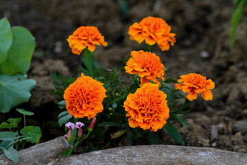 Orange marigold flowers and trunk in the foreground