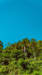 Tropical Island Waterfall Rapids Water Nature Paradise Summer Adventure Travel Tourism Green Blue Trees Landscape Leaves Mountain Hills Birds Palm tree View