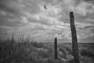 wooden poles in the dunes
