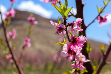 Obraz premium pink blossom