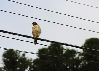 bird on a wire- GAVIÃO CARIJÓ