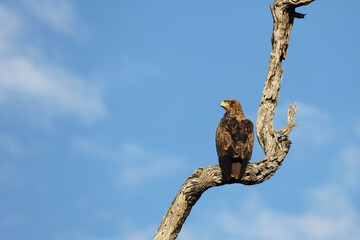 Wahlbergsadler / Wahlberg's  eagle / Aquila wahlbergi