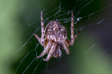 Gorse Orb-weaver spaider, Agalenatea redii, posed on her web waiting for preys. High quality photo