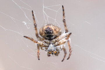 Gorse Orb-weaver spaider, Agalenatea redii, posed on her web waiting for preys. High quality photo