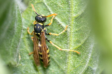 Polistes gallicus wasp looking for food on a green leaf. High quality photo