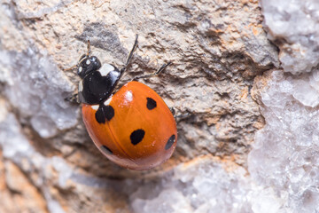Seven-spot ladybird, Coccinella semptempunctata, climbing a rock on a sunny day. High quality photo