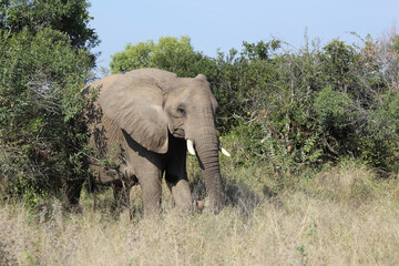 Obraz premium Afrikanischer Elefant / African elephant / Loxodonta africana