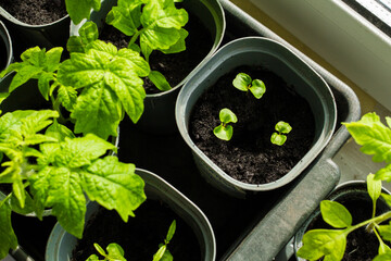 Seedlings from seeds planted in pots on a windowsill