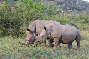 Obraz premium Breitmaulnashorn und Rotschnabel-Madenhacker / Square-lipped rhinoceros and Red-billed oxpecker / Ceratotherium Simum et Buphagus erythrorhynchus.