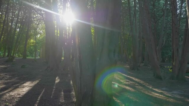 Morning Sunburst through Trees in Elora Gorge