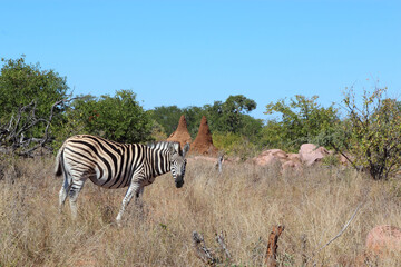 Steppenzebra / Burchell's zebra / Equus burchellii