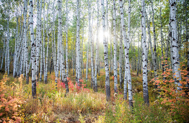 The sun glows through the aspen trees in autumn in Utah. 