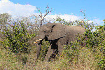 Obraz premium Afrikanischer Elefant / African elephant / Loxodonta africana