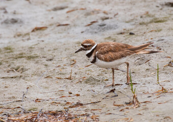 Killdear at Bolsa Chica Wetlands