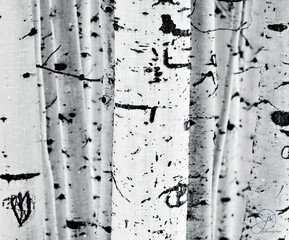 Close up of the bark on an Aspen Tree. 