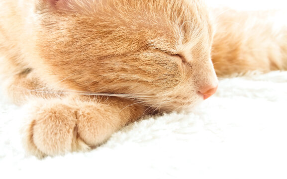 Ginger fluffy cat stock photo