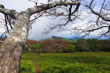 tree in spring