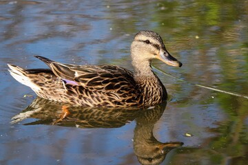 Weibchen der Stockente schwimmt auf dem Wasser