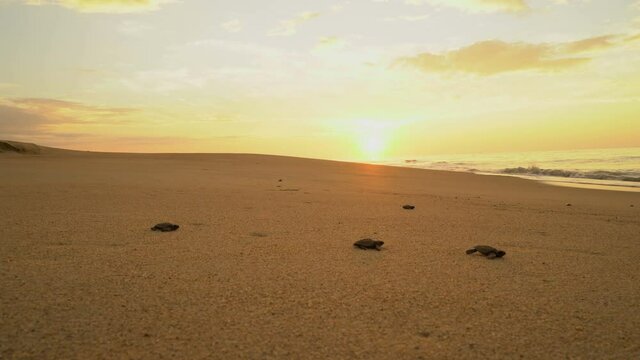 Newborn sea turtles run on the beach to the water of the Pacific Ocean. Extra Long Shot,