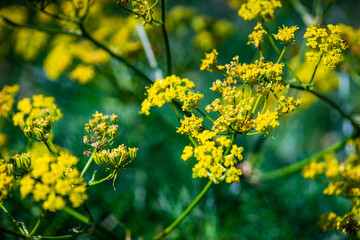 Summer background with close up of flowers