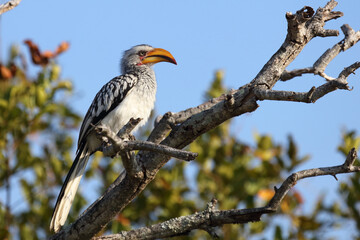 Südlicher Gelbschnabeltoko / Southern yellow-billed hornbill / Tockus leucomelas