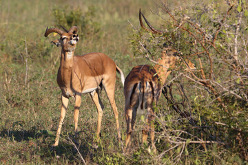 Schwarzfersenantilope / Impala / Aepyceros melampus