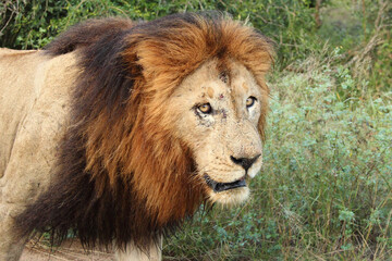 Afrikanischer Löwe / African lion / Panthera Leo.
