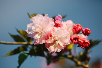 pink flowers in nature