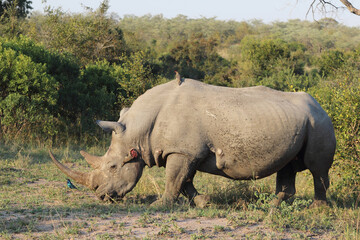 Fototapeta premium Breitmaulnashorn+Rotschnabel-Madenhacker+Rotschulter-Glanzstar / Square-lipped rhinoceros+Red-billed oxpecker+Cape glossy starling / Ceratotherium Simum+Buphagus erythrorhynchus+Lamprotornis nitens