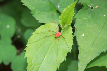 ladybug on leaf